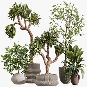 AV Indoor Plants Set 395 Yucca Elephantipes and Briful Pachira and Ficus Elastica and Japandi