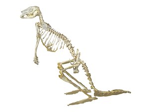 3D model animals skeleton
