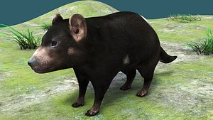 Tasmanian devil 3D model