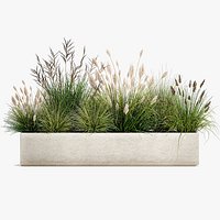 Potted reeds for landscaping 1076