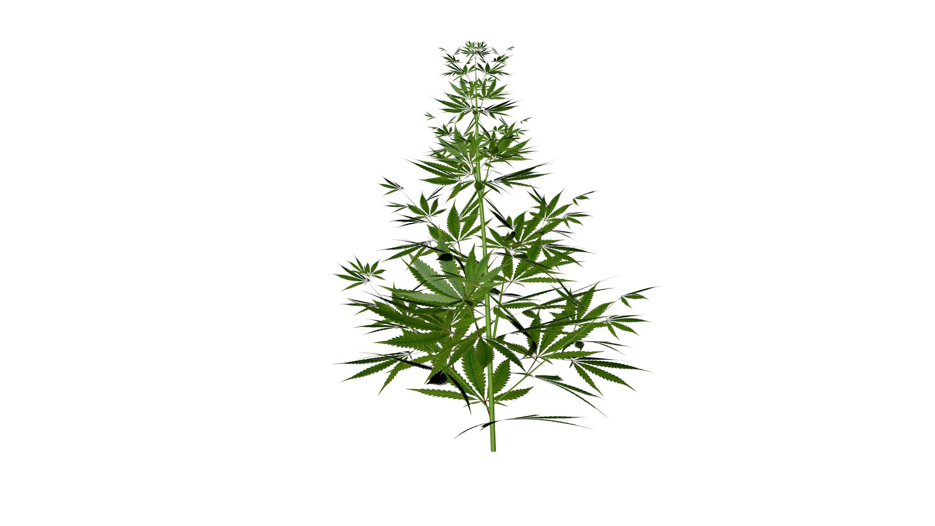 Cannabis plant 3D  TurboSquid 1659577