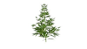 cannabis plant 3D