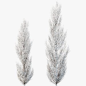 3D AV Plants Acer X freemanii Freeman Maple Sapindaceae Armstrong Winter Snow