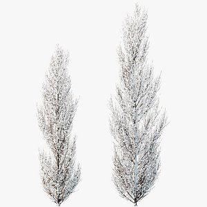 AV Plants Acer X freemanii Freeman Maple Sapindaceae Armstrong Winter Snow