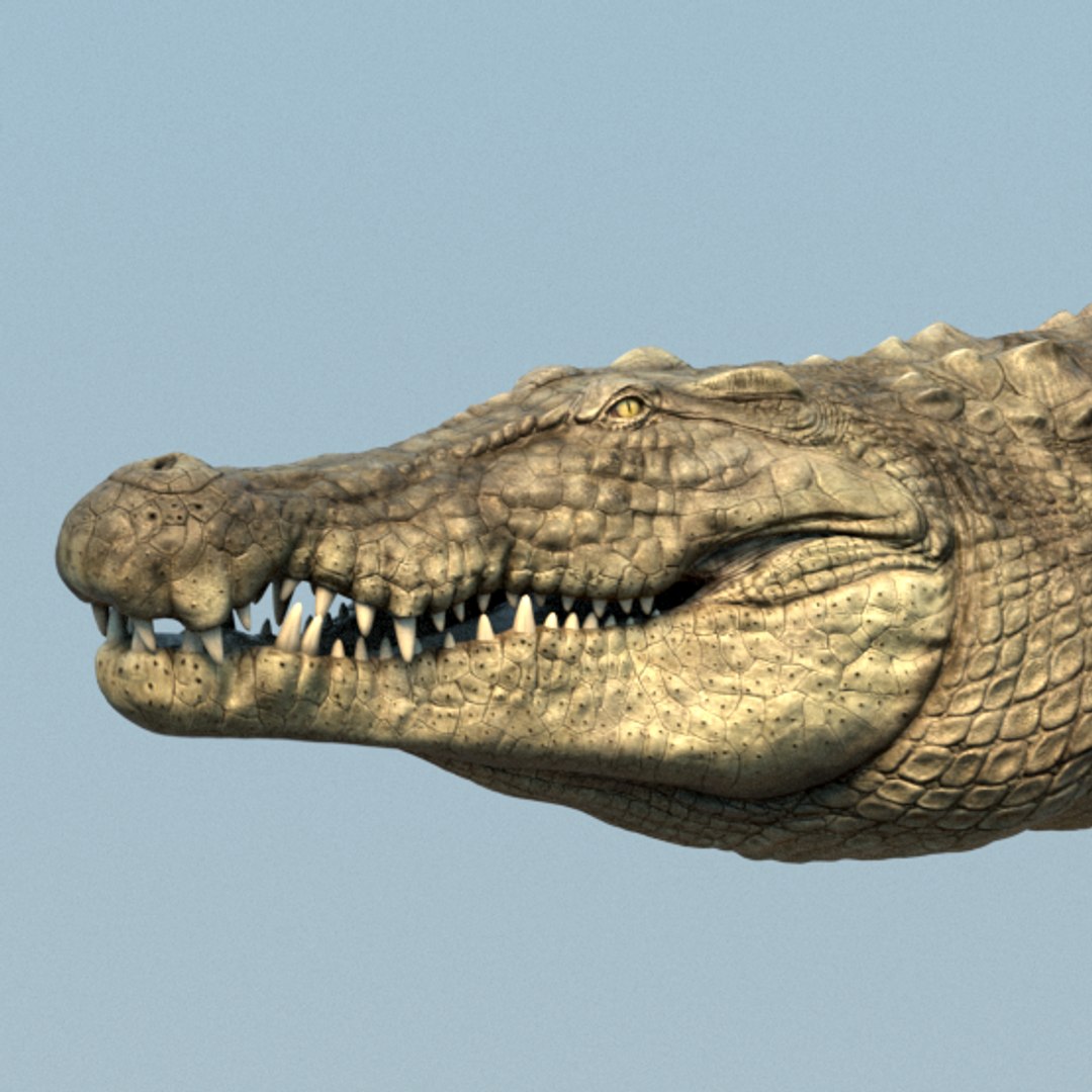 Crocodile Rig 3D Model - TurboSquid 1182048