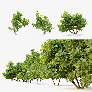 fig tree 3