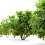 fig tree 3