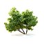 fig tree 3