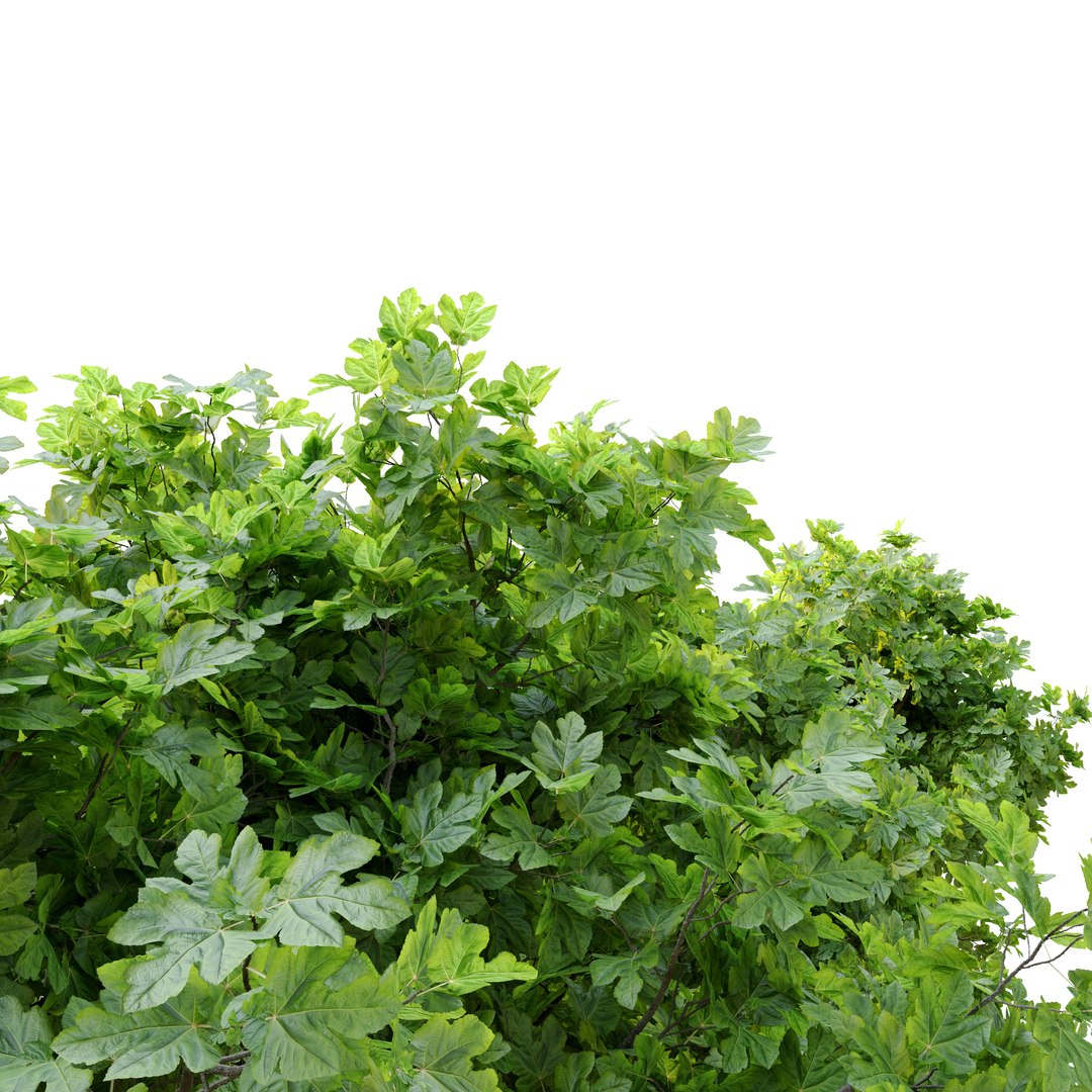 3D fig tree 3 model https://p.turbosquid.com/ts-thumb/8X/79wGDa/bQ/preview3ftt/jpg/1662614446/1920x1080/fit_q87/e556d04be9ead49d2530a1a7006dad33ed3ac2cd/preview3ftt.jpg