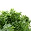 fig tree 3