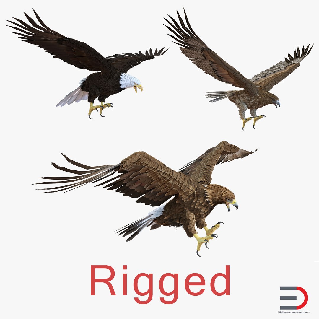 Rigged Eagles 3D Models Collection 3D model preview