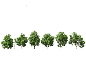 3D model Pittosporum Eugenioides - Lemon wood