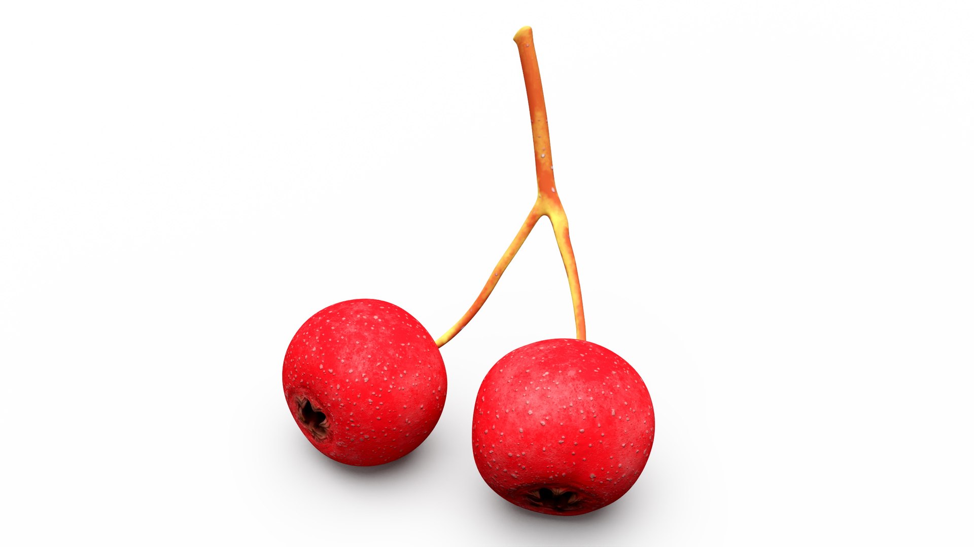 Two Hawthorn Berries 3D model preview