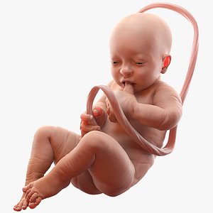 3D model baby boy 38 weeks