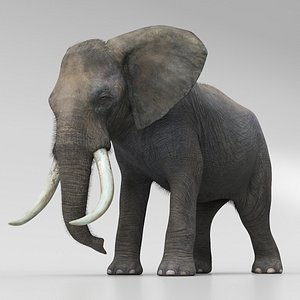 3D African Elephant Cleaning Fur Animated Rigged For Maya model