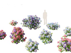 Hydrangea macrophylla - Bigleaf hydrangea 3D model