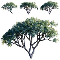 Grow FX - Plumeria obtusa - Frangipani