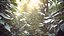 Triangular Shaped Spider Web