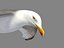 HIGH DETAILED SEAGULL 3D MODEL  FULLY RIGGED & ANIMATED