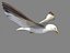 HIGH DETAILED SEAGULL 3D MODEL  FULLY RIGGED & ANIMATED