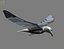 HIGH DETAILED SEAGULL 3D MODEL  FULLY RIGGED & ANIMATED