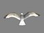 HIGH DETAILED SEAGULL 3D MODEL  FULLY RIGGED & ANIMATED