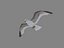 HIGH DETAILED SEAGULL 3D MODEL  FULLY RIGGED & ANIMATED