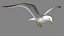 HIGH DETAILED SEAGULL 3D MODEL  FULLY RIGGED & ANIMATED