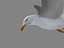 HIGH DETAILED SEAGULL 3D MODEL  FULLY RIGGED & ANIMATED