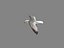 HIGH DETAILED SEAGULL 3D MODEL  FULLY RIGGED & ANIMATED
