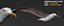 HIGH DETAILED SEAGULL 3D MODEL  FULLY RIGGED & ANIMATED