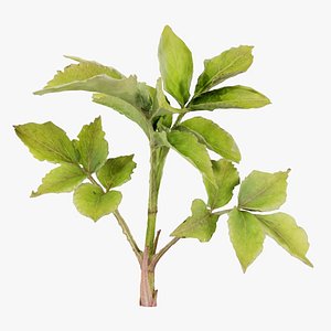 3D Angelica Archangelica Angelica Apiaceae Sprout 2 Remastered model