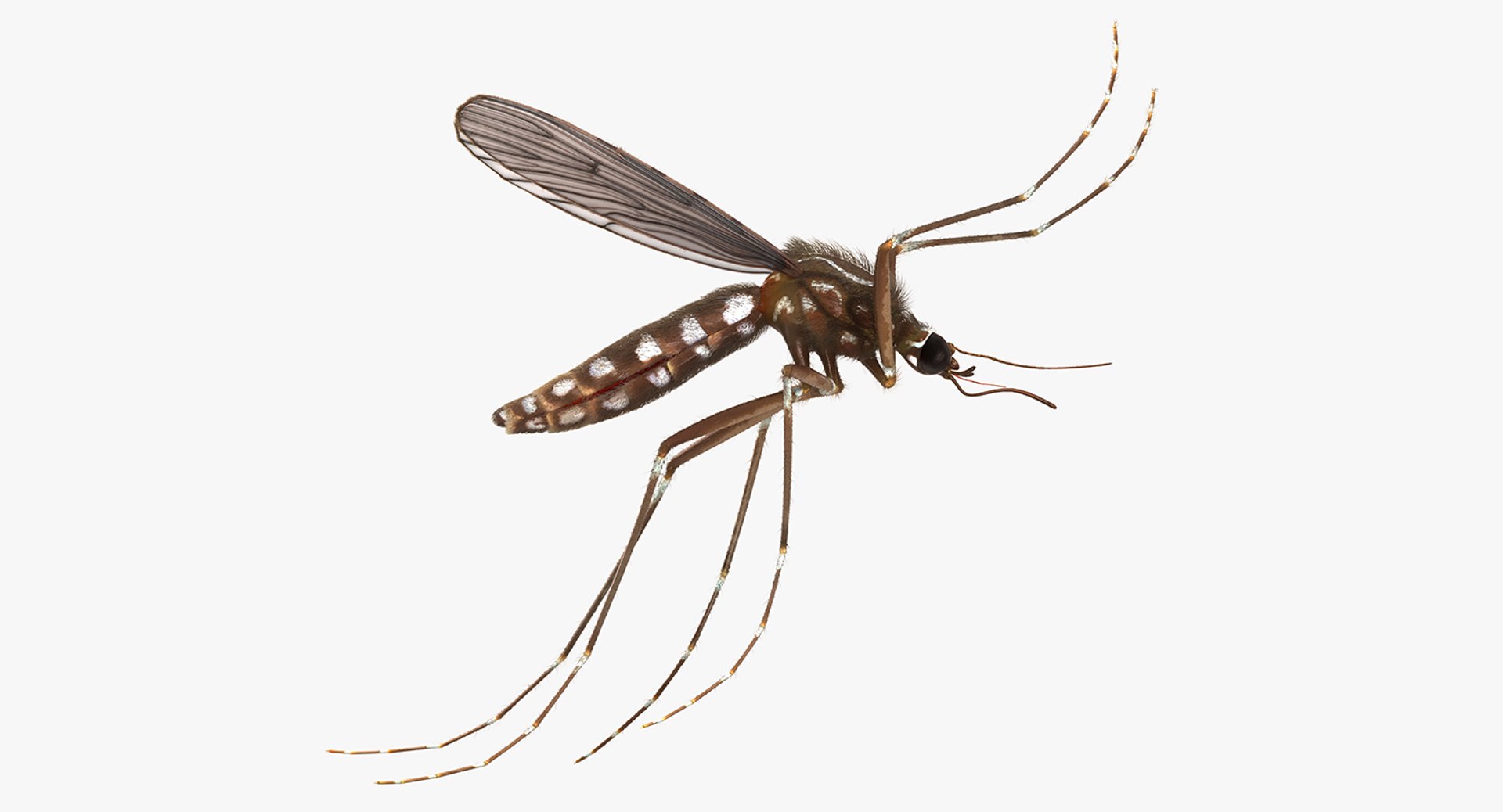 Mosquito Flies with Fur 3D Model 3D model preview