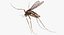 mosquito flies fur 3d max