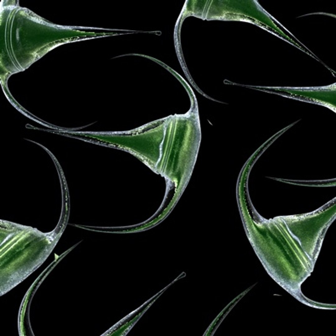 maya dinoflagellate ceratium long https://p.turbosquid.com/ts-thumb/8X/sSVLBV/3H5oGean/1/jpg/1255117380/1920x1080/fit_q87/50292e5fd028d173c69f4d8a7a5e26e09dc7dceb/1.jpg