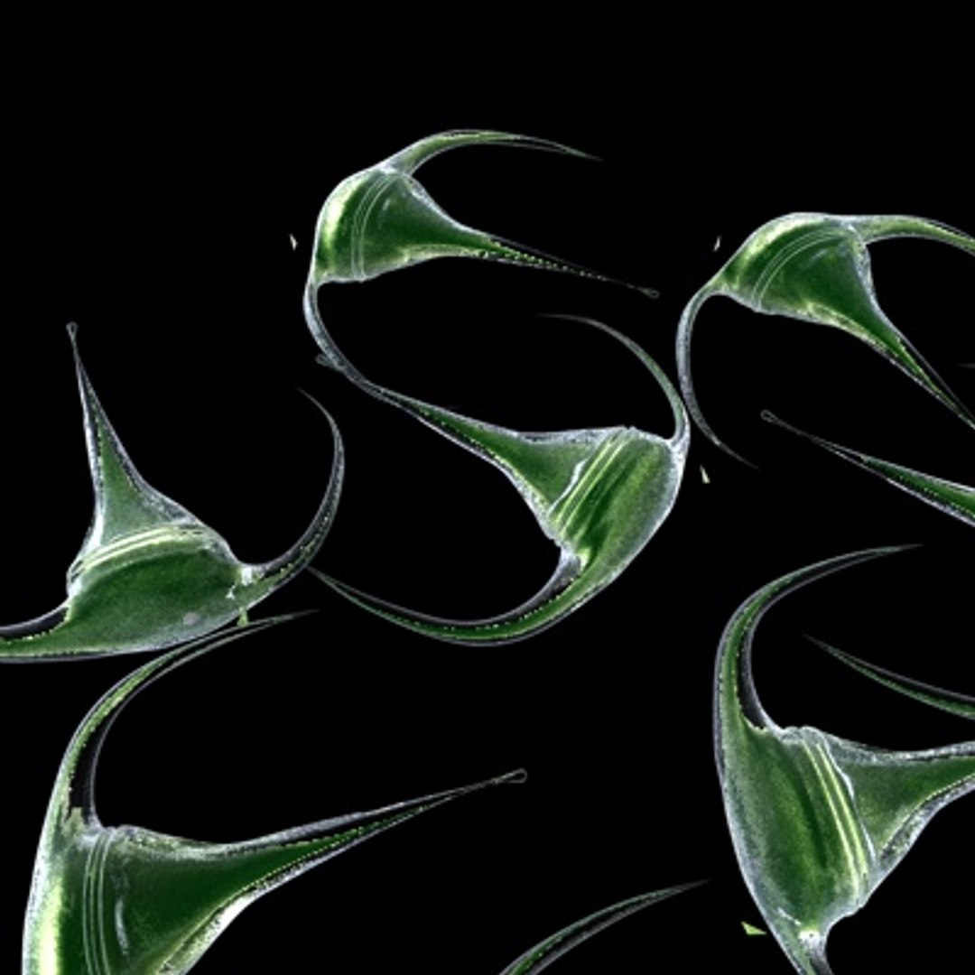 maya dinoflagellate ceratium long https://p.turbosquid.com/ts-thumb/8X/sSVLBV/G5oYyjAm/3/jpg/1255117396/1920x1080/fit_q87/f832f4d227b4dba1c0662b058041f8fec6d01916/3.jpg