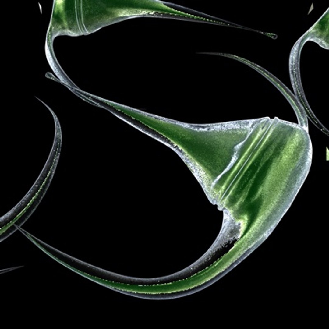 maya dinoflagellate ceratium long https://p.turbosquid.com/ts-thumb/8X/sSVLBV/N2p7N0VP/2/jpg/1255117389/1920x1080/fit_q87/fd8245c714713b8003015c69414d91c74a3126c3/2.jpg