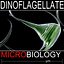 Dinoflagellate Ceratium Longpipe