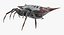 Spiny Orb Weaver Spider with Fur 3D Model