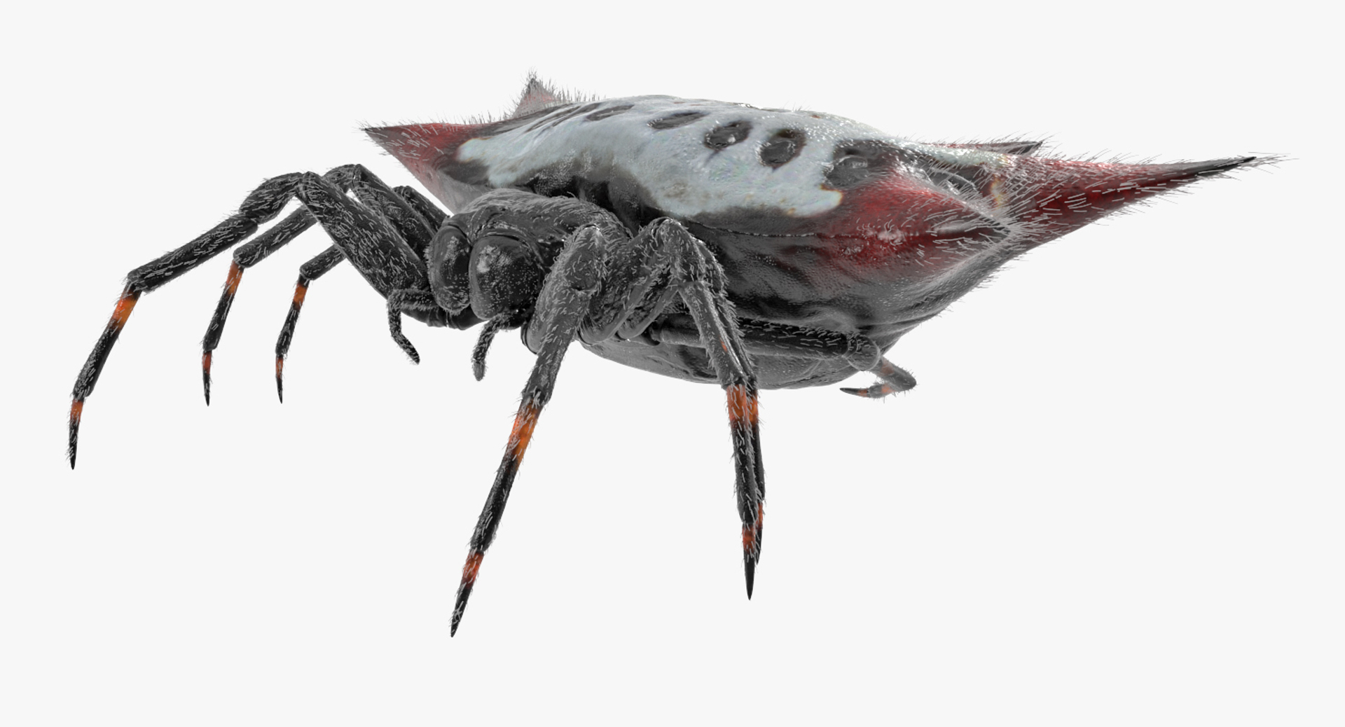 3D Spiny Orb Weaver Spider - TurboSquid 1170063