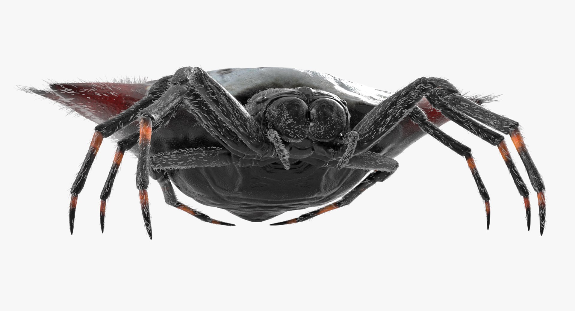 3D spiny orb weaver spider https://p.turbosquid.com/ts-thumb/8X/tuv9Ss/A2V2Wouy/spinyorbweaverspiderwithfur3dsmodel002/jpg/1498019660/1920x1080/fit_q87/ef8ef966e764f0b32ac15b06485cbcd436d43cd2/spinyorbweaverspiderwithfur3dsmodel002.jpg