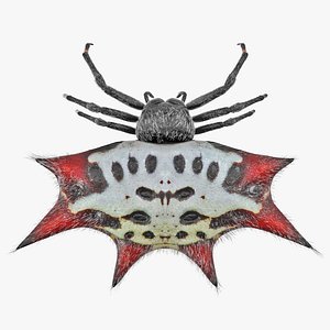 3D spiny orb weaver spider
