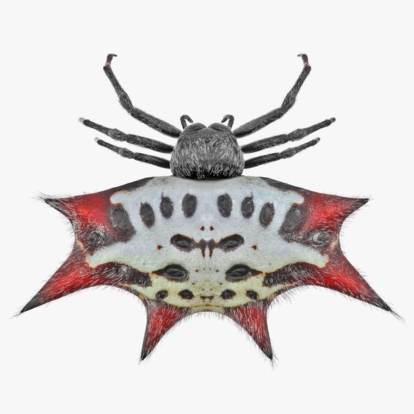 3D spiny orb weaver spider