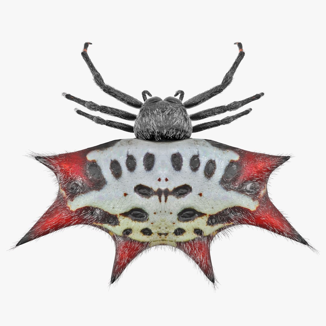 spinyorbweaverspiderwithfur3ds