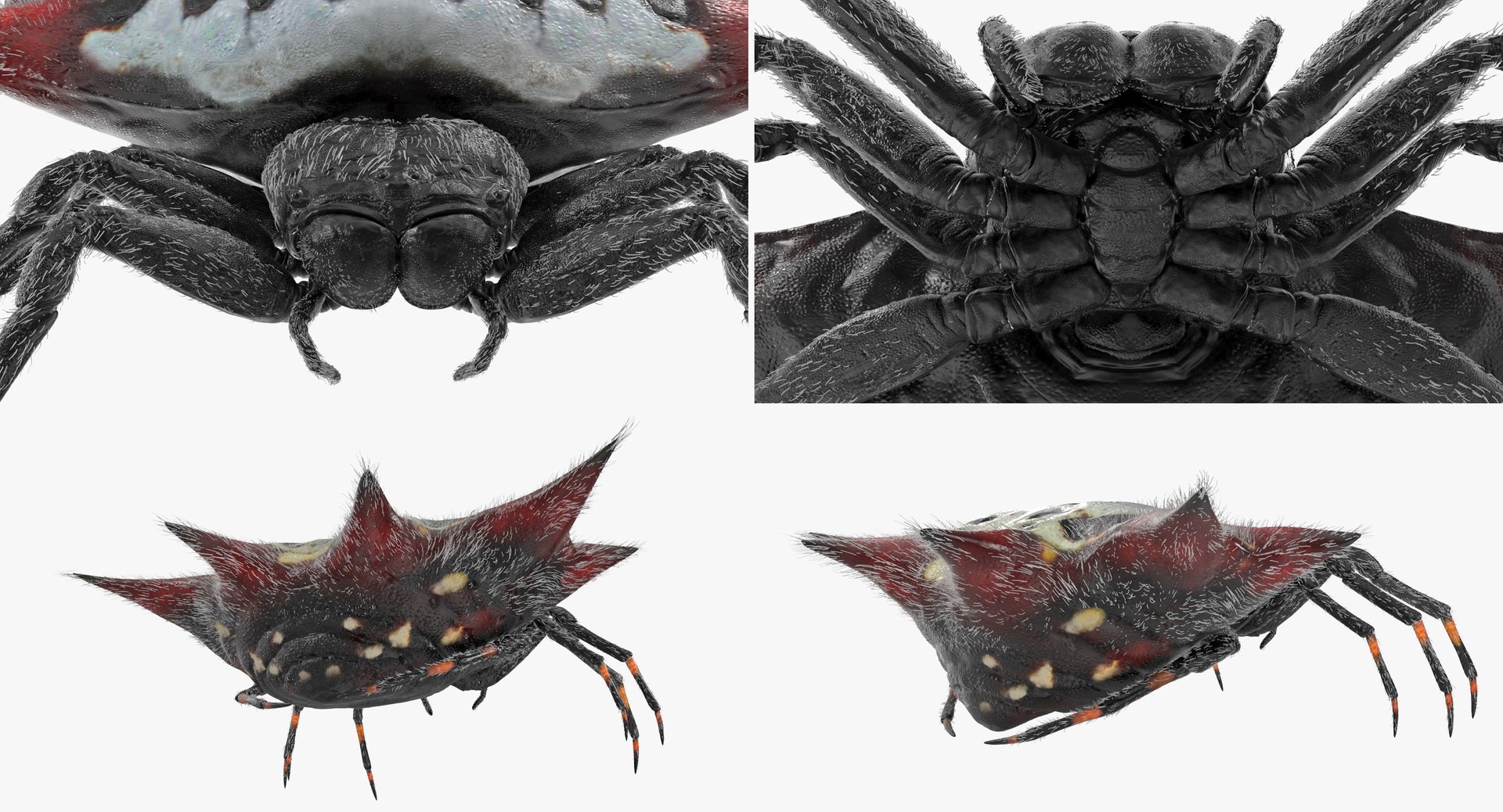 3D spiny orb weaver spider https://p.turbosquid.com/ts-thumb/8X/tuv9Ss/i3nc4EwQ/spinyorbweaverspiderwithfur3dsmodel009/jpg/1498019661/1920x1080/fit_q87/567aed040a4afb320e0df9f01c18f77bd32bbae2/spinyorbweaverspiderwithfur3dsmodel009.jpg