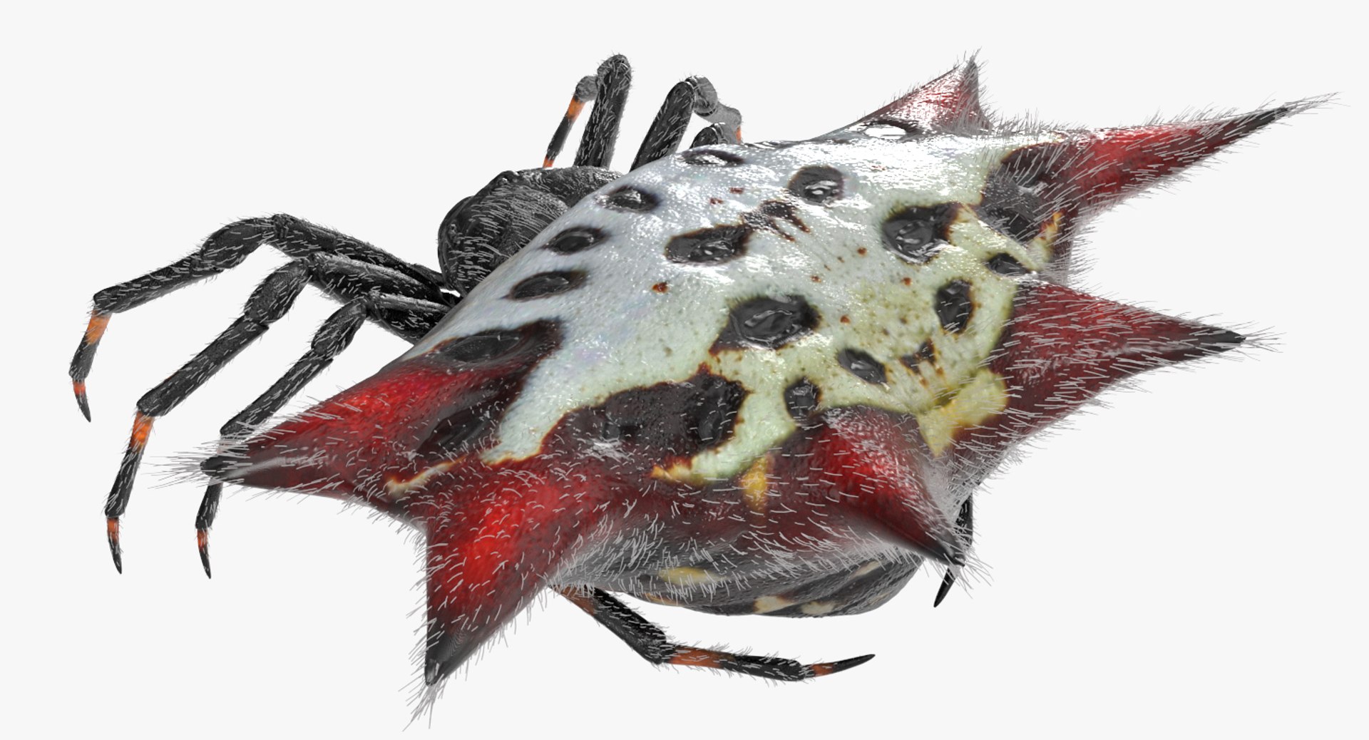 3D Spiny Orb Weaver Spider - TurboSquid 1170063 3D Spiny Orb Weaver Spider - TurboSquid 1170063