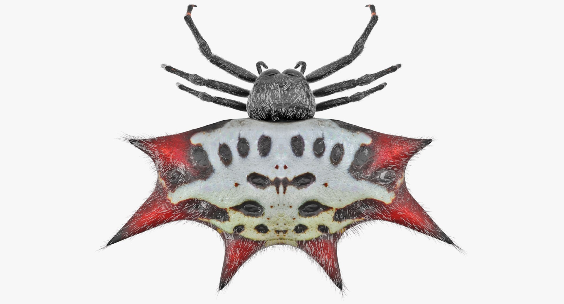 3D Spiny Orb Weaver Spider - TurboSquid 1170063 3D Spiny Orb Weaver Spider - TurboSquid 1170063