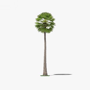 palmyra palm 3D model