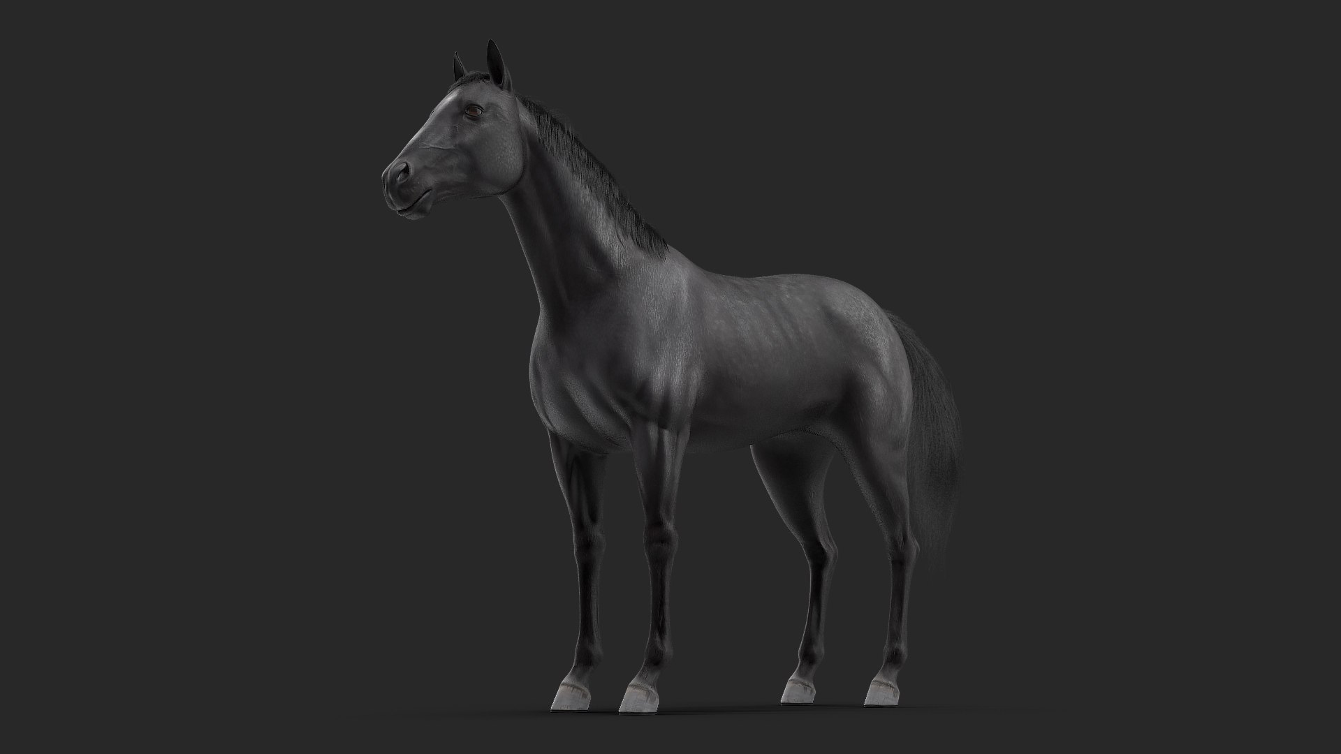Black Horse Fur 3D model preview