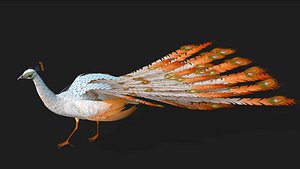 3D model Peacock-V5E